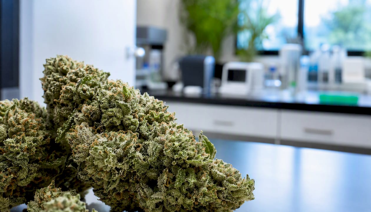 Close-up of high-CBD cannabis flower buds
