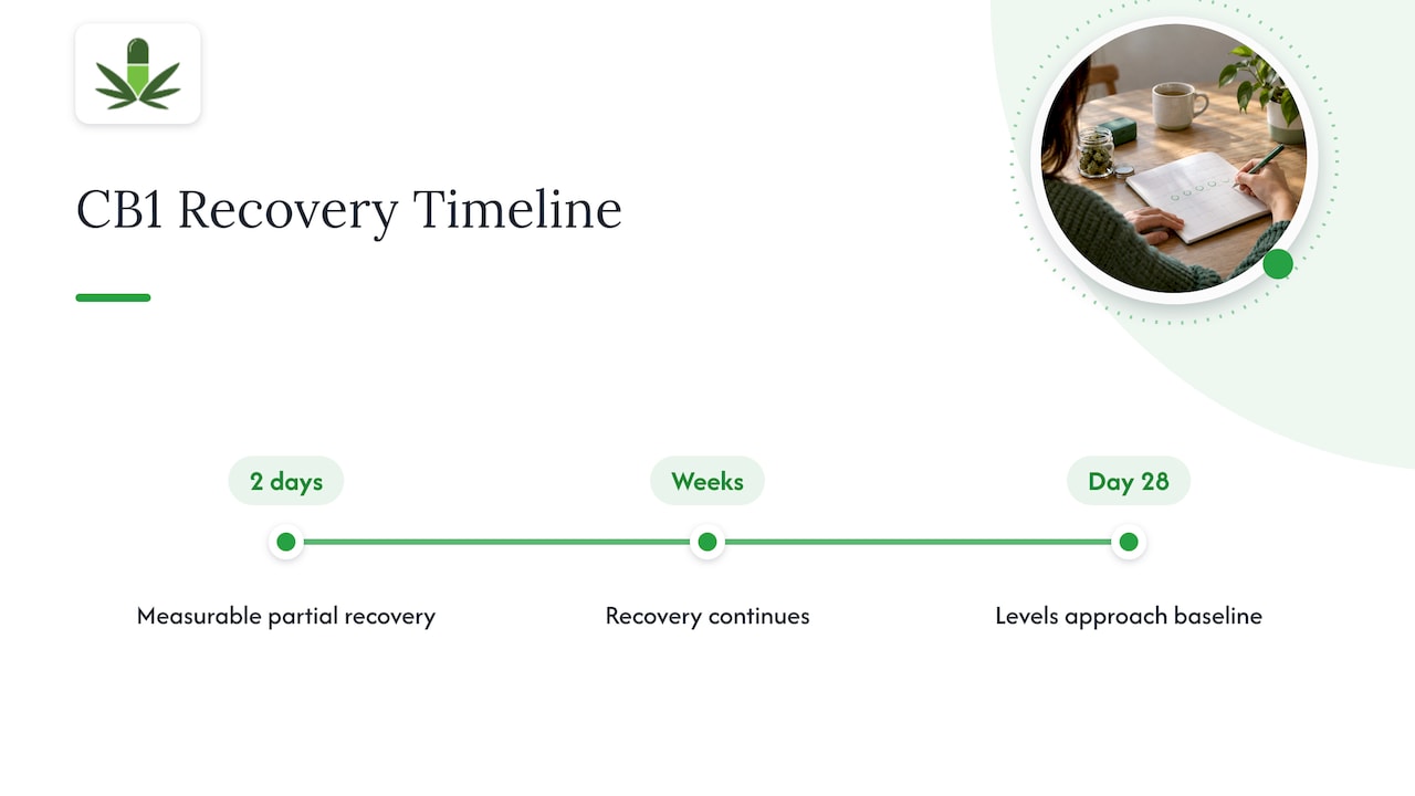 CB1 receptor recovery over 28 days